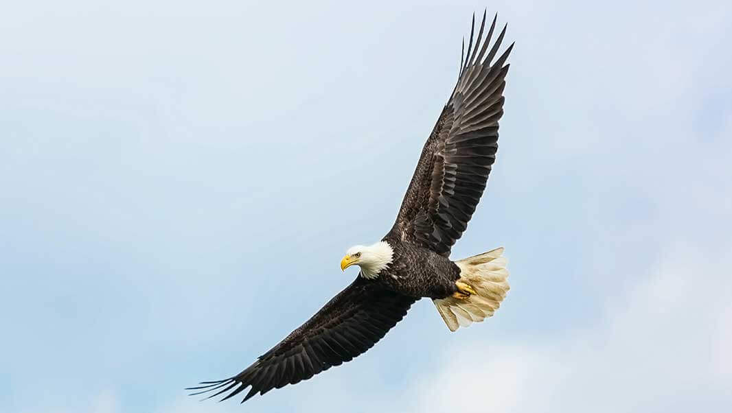 Eagle Soaring
